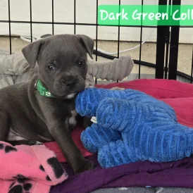 Staffordshire Bull Terrier - Both
