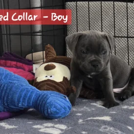 Staffordshire Bull Terrier - Both