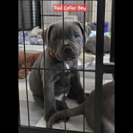 Staffordshire Bull Terrier - Both