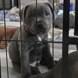 Staffordshire Bull Terrier - Both