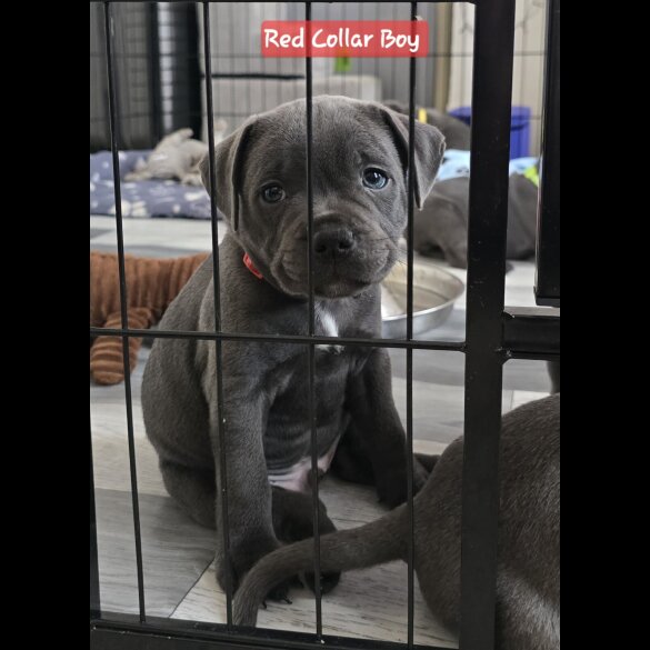 Staffordshire Bull Terrier - Both