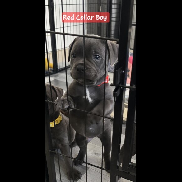 Staffordshire Bull Terrier - Both