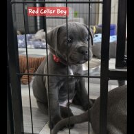 Staffordshire Bull Terrier - Both