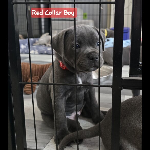 Staffordshire Bull Terrier - Both