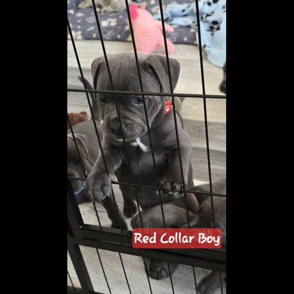 Staffordshire Bull Terrier - Both