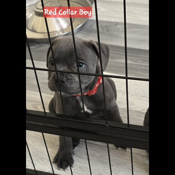Staffordshire Bull Terrier - Both