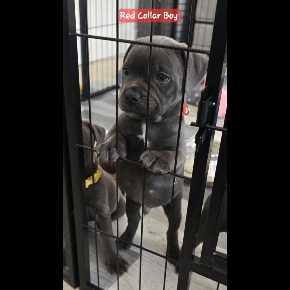 Staffordshire Bull Terrier - Both