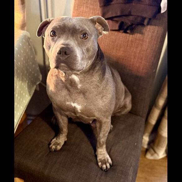 Staffordshire Bull Terrier - Both