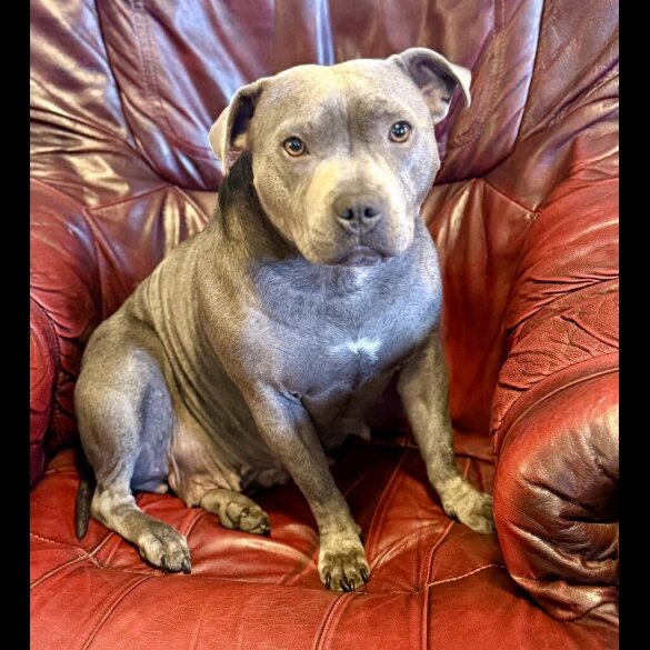Staffordshire Bull Terrier - Both