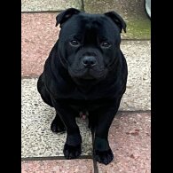 Staffordshire Bull Terrier - Both