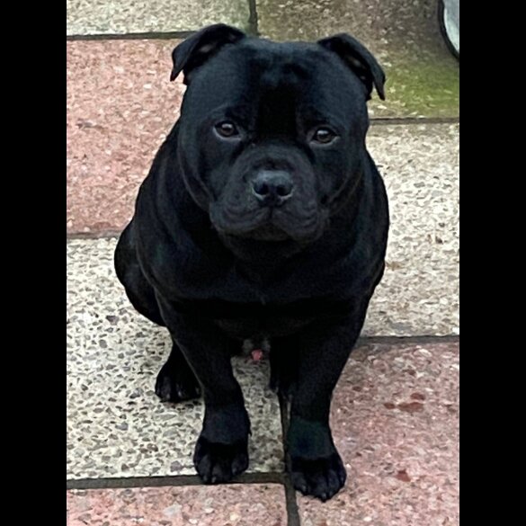 Staffordshire Bull Terrier - Both