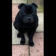 Staffordshire Bull Terrier - Both