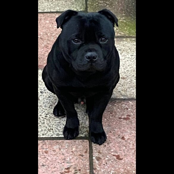 Staffordshire Bull Terrier - Both