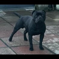 Staffordshire Bull Terrier - Both