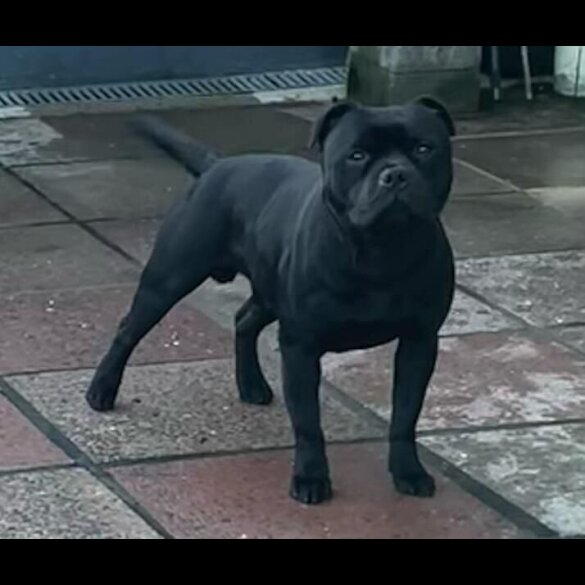 Staffordshire Bull Terrier - Both