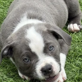 Staffordshire Bull Terrier - Dogs