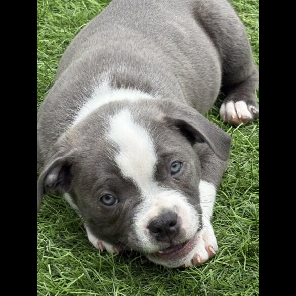 Staffordshire Bull Terrier - Dogs