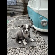 Staffordshire Bull Terrier - Dogs