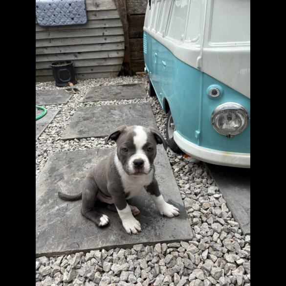Staffordshire Bull Terrier - Dogs