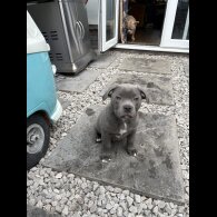 Staffordshire Bull Terrier - Dogs