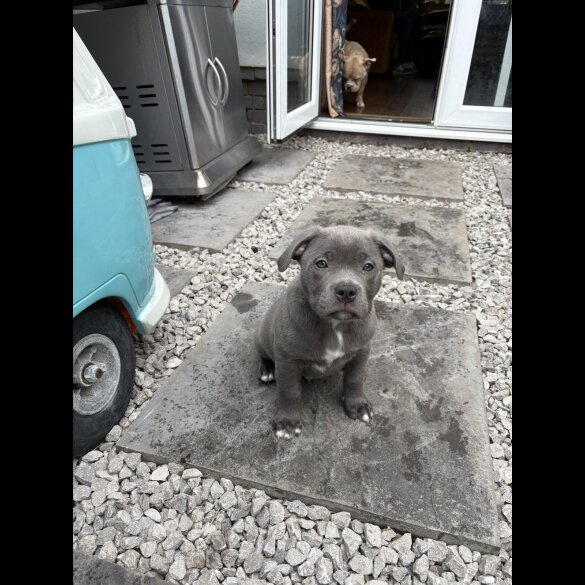 Staffordshire Bull Terrier - Dogs