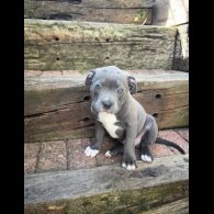 Staffordshire Bull Terrier - Dogs