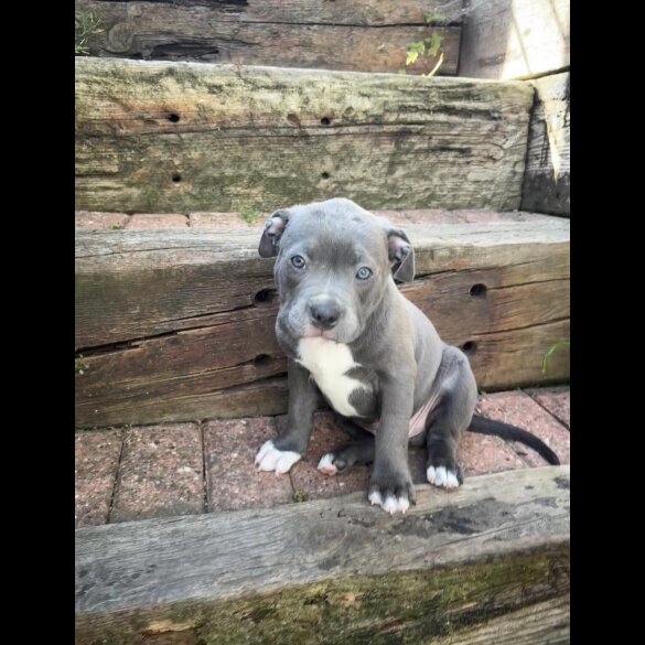 Staffordshire Bull Terrier - Dogs
