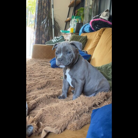 Staffordshire Bull Terrier - Dogs