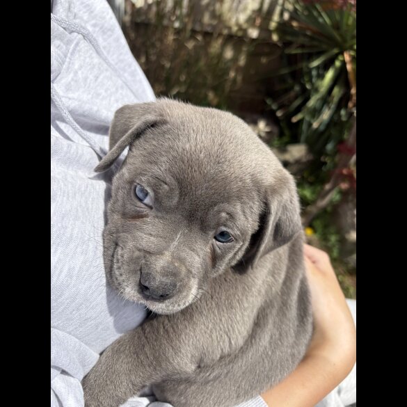 Staffordshire Bull Terrier - Dogs