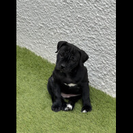 Staffordshire Bull Terrier - Bitches