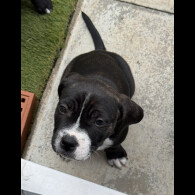 Staffordshire Bull Terrier - Bitches