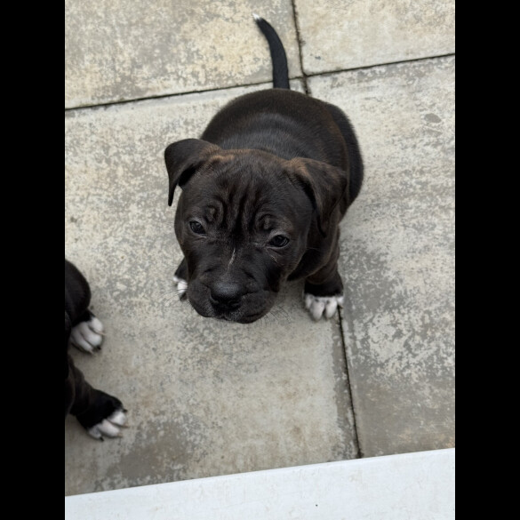 Staffordshire Bull Terrier - Bitches