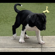 Staffordshire Bull Terrier - Bitches