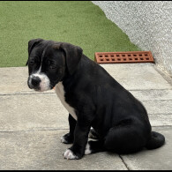 Staffordshire Bull Terrier - Bitches