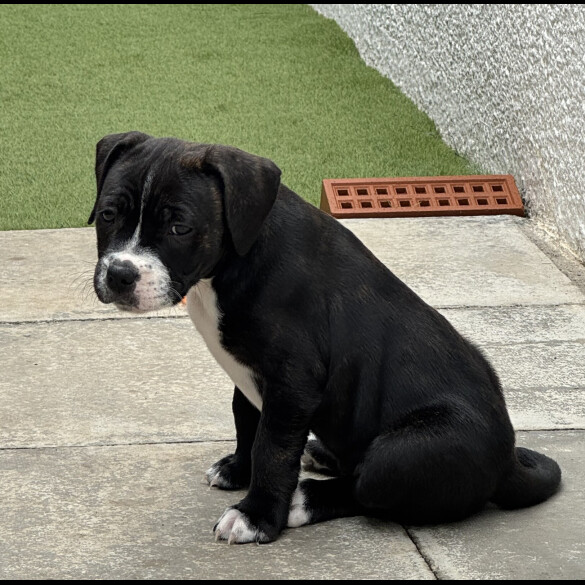 Staffordshire Bull Terrier - Bitches