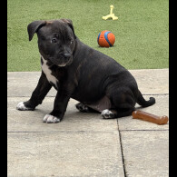 Staffordshire Bull Terrier - Bitches