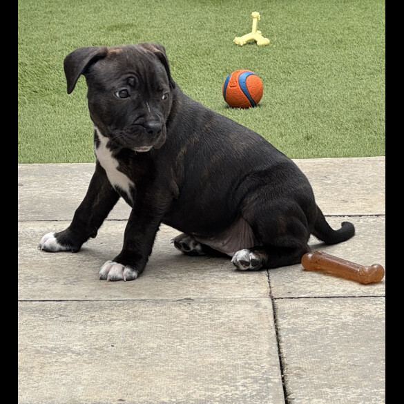 Staffordshire Bull Terrier - Bitches