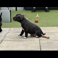 Staffordshire Bull Terrier - Bitches