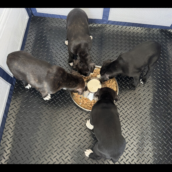 Staffordshire Bull Terrier - Bitches