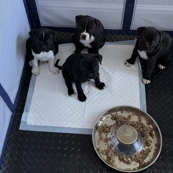 Staffordshire Bull Terrier - Bitches