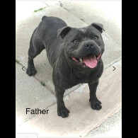 Staffordshire Bull Terrier - Bitches