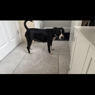 Staffordshire Bull Terrier - Bitches
