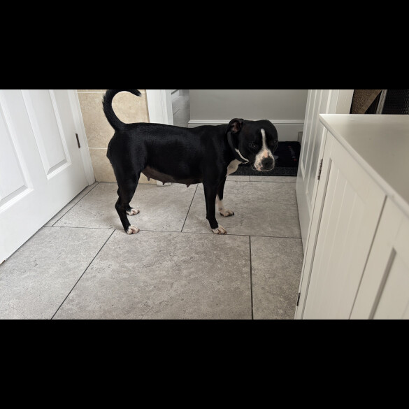 Staffordshire Bull Terrier - Bitches
