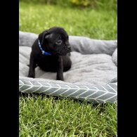 Staffordshire Bull Terrier - Both