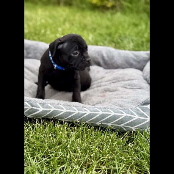 Staffordshire Bull Terrier - Both