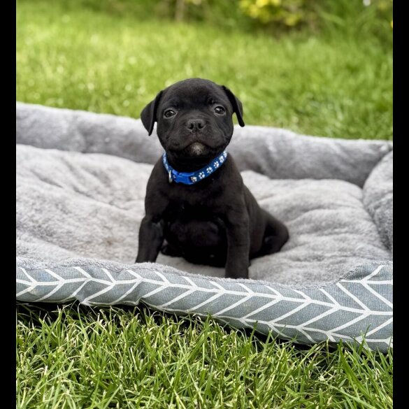 Staffordshire Bull Terrier - Both