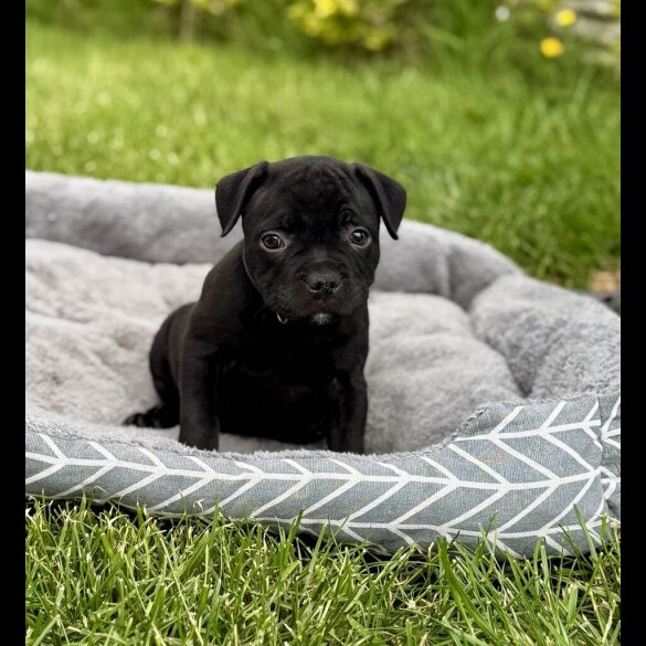 Staffordshire Bull Terrier - Both