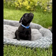 Staffordshire Bull Terrier - Both