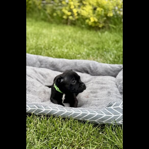 Staffordshire Bull Terrier - Both