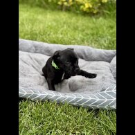 Staffordshire Bull Terrier - Both